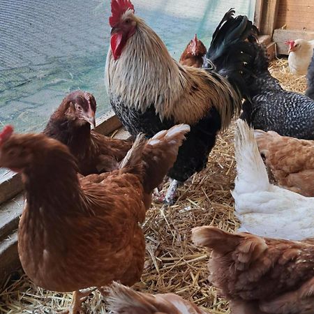 Ferienwohnung Eiernest Briedeler Heck Buitenkant foto