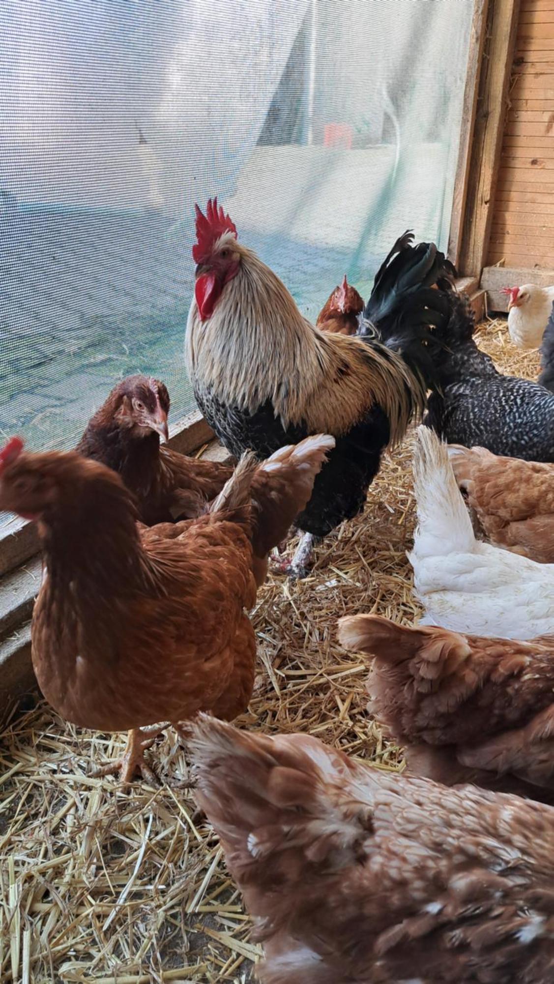 Ferienwohnung Eiernest Briedeler Heck Buitenkant foto